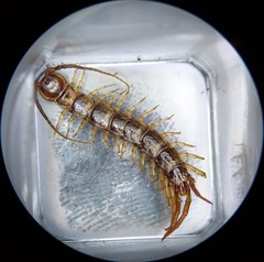 Bothropolys multidentatus