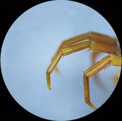 Bothropolys multidentatus