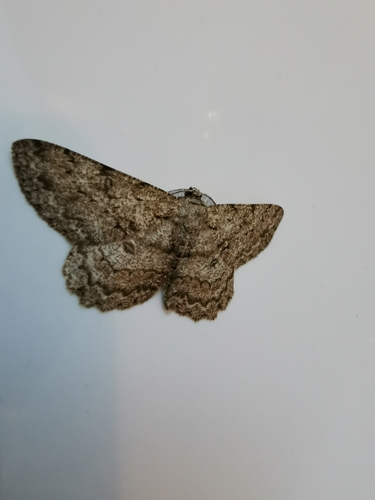Hypomecis punctinalis