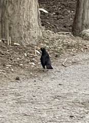 Turdus merula