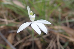Caladenia picta