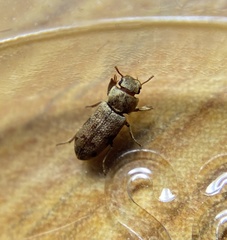Lepidocnemeplatia sericea