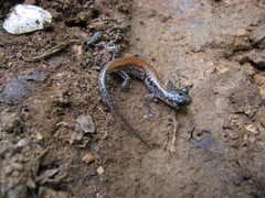 Plethodon yonahlossee