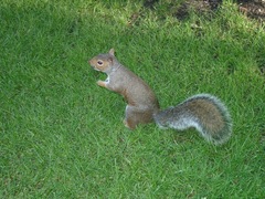 Sciurus carolinensis