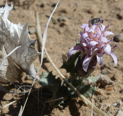 Acourtia nana