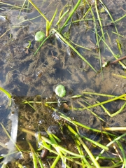Hydrocotyle vulgaris