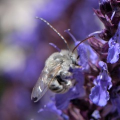 Melissodes tristis