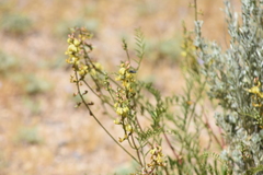 Astragalus douglasii