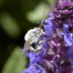Melissodes tristis