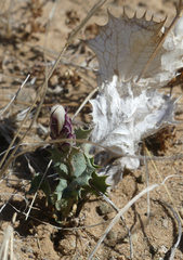 Acourtia nana