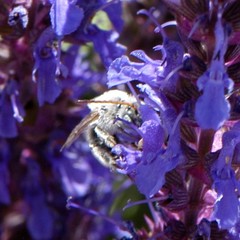 Melissodes tristis