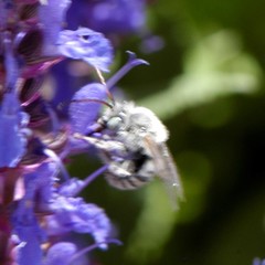 Melissodes tristis