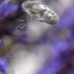Melissodes tristis