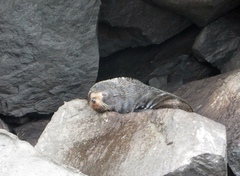 Arctocephalus galapagoensis