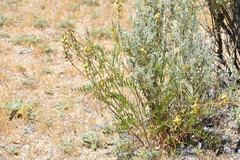 Astragalus douglasii