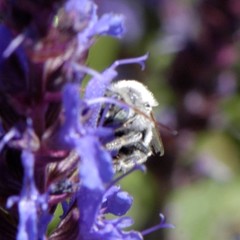 Melissodes tristis