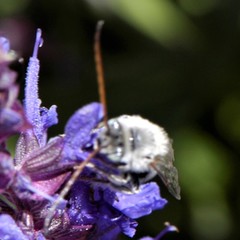 Melissodes tristis