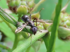 Myrmecothea myrmecoides