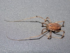 Hadrobunus maculosus