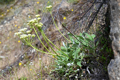 Eriogonum compositum compositum