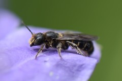 Chelostoma rapunculi