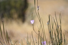 Calochortus splendens