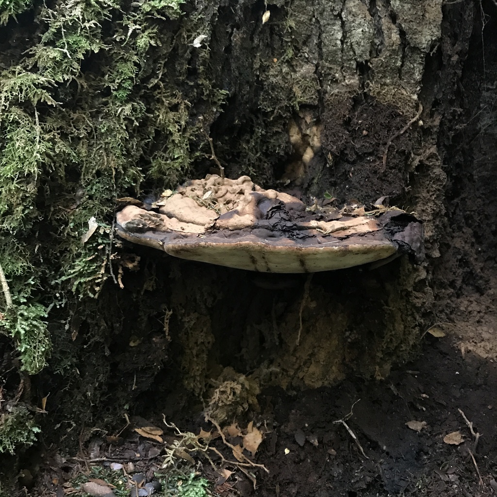 Ganoderma australe · May 2022 · photo: © cristianriquelme (iNaturalist, cc-by)