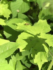 Compsobata