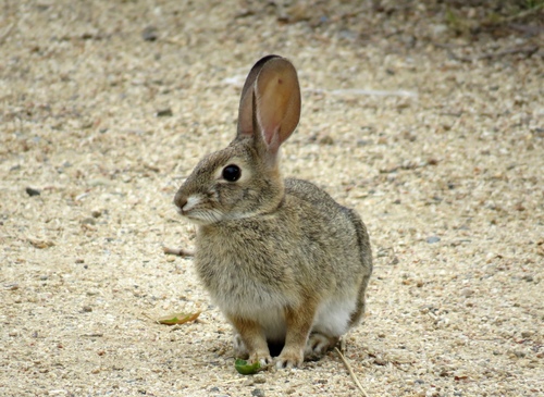 iNaturalist observation photo of Desert Cottontail