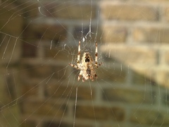 Araneus