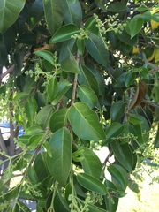 Ligustrum lucidum