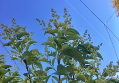 Ligustrum lucidum
