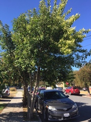 Ligustrum lucidum