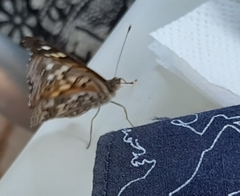 Asterocampa celtis antonia