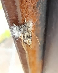 Acrolophus mycetophagus