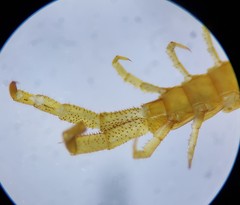 Cryptops leucopodus
