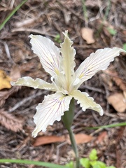 Iris purdyi
