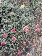 Eriogonum douglasii