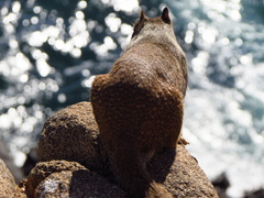 Otospermophilus beecheyi