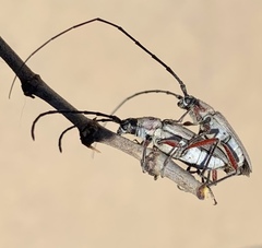 Plionoma rubens