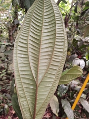 Miconia ampla