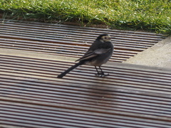 Motacilla alba yarrellii