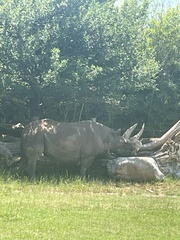 Rhinocerotidae