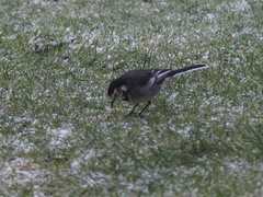 Motacilla alba yarrellii