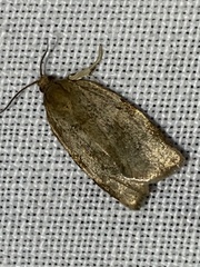 Choristoneura hebenstreitella