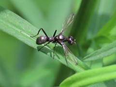 Myrmecothea myrmecoides