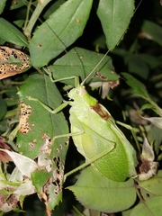 Pterophylla camellifolia