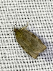 Choristoneura hebenstreitella