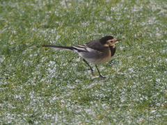 Motacilla alba yarrellii