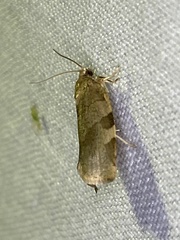 Choristoneura hebenstreitella